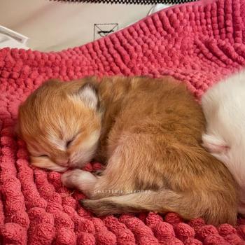 chaton British Shorthair black golden shaded Xena Chatterie Nekobaa