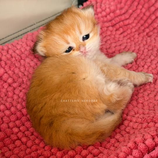 Xena Femelle British Shorthair