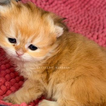 chaton British Shorthair black golden shaded Xena Chatterie Nekobaa