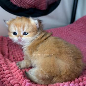 chaton British Shorthair black golden shaded Xena Chatterie Nekobaa