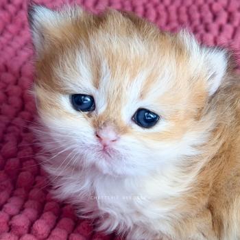 chaton British Shorthair black golden shaded Xena Chatterie Nekobaa