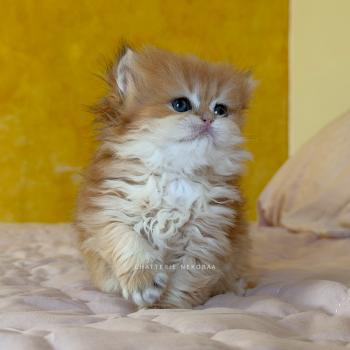 chaton British Shorthair black golden shaded Xena Chatterie Nekobaa