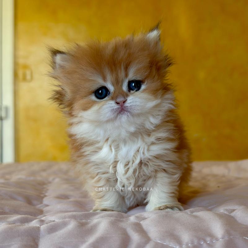 Xena Femelle British Longhair