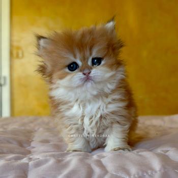 Xena Femelle British Shorthair