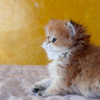 chaton British Shorthair black golden shaded Xena Chatterie Nekobaa