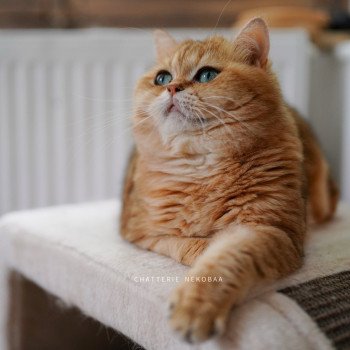 chat British Shorthair black golden blotched tabby Isobu Chatterie Nekobaa chat British Shorthair black golden blotched tabby Isobu Chatterie Nekobaa