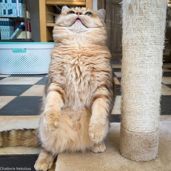 chat British Shorthair brown (black golden) blotched tabby Xisobu Chatterie Nekobaa chat British Shorthair brown (black golden) blotched tabby Xisobu Chatterie Nekobaa