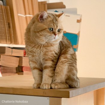chat British Shorthair brown (black golden) blotched tabby Xisobu Chatterie Nekobaa chat British Shorthair brown (black golden) blotched tabby Xisobu Chatterie Nekobaa