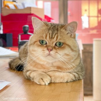chat British Shorthair brown (black golden) blotched tabby Xisobu Chatterie Nekobaa chat British Shorthair brown (black golden) blotched tabby Xisobu Chatterie Nekobaa