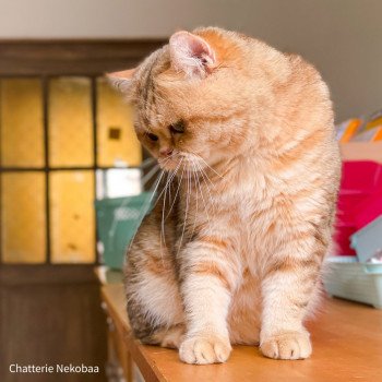 chat British Shorthair brown (black golden) blotched tabby Xisobu Chatterie Nekobaa chat British Shorthair brown (black golden) blotched tabby Xisobu Chatterie Nekobaa