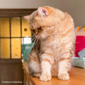 chat British Shorthair brown (black golden) blotched tabby Xisobu Chatterie Nekobaa