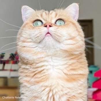 chat British Shorthair brown (black golden) blotched tabby Xisobu Chatterie Nekobaa chat British Shorthair brown (black golden) blotched tabby Xisobu Chatterie Nekobaa
