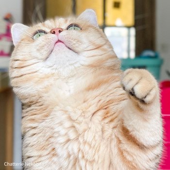 chat British Shorthair brown (black golden) blotched tabby Xisobu Chatterie Nekobaa chat British Shorthair brown (black golden) blotched tabby Xisobu Chatterie Nekobaa