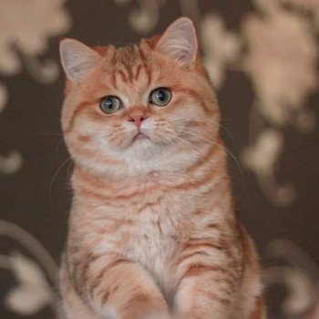 Kitten British Shorthair Xisobu Chatterie Nekobaa