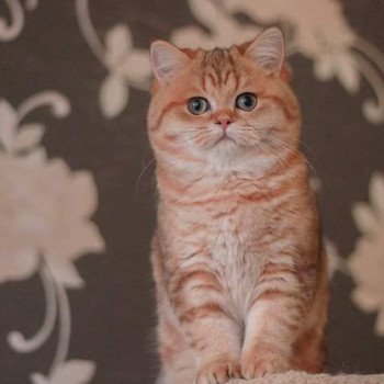 Kitten British Shorthair Xisobu Chatterie Nekobaa