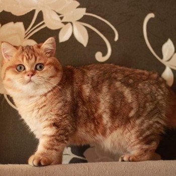 Kitten British Shorthair Xisobu Chatterie Nekobaa