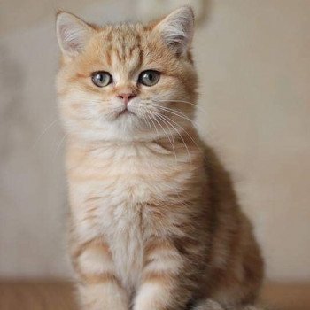 Kitten British Shorthair Xisobu Chatterie Nekobaa