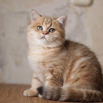 Kitten British Shorthair Xisobu Chatterie Nekobaa Kitten British Shorthair Xisobu Chatterie Nekobaa