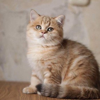 Kitten British Shorthair Xisobu Chatterie Nekobaa