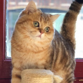 Kitten British Shorthair Xisobu Chatterie Nekobaa Kitten British Shorthair Xisobu Chatterie Nekobaa