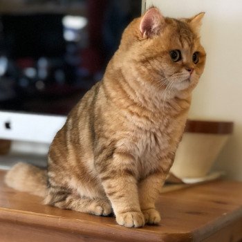 Kitten British Shorthair Xisobu Chatterie Nekobaa Kitten British Shorthair Xisobu Chatterie Nekobaa