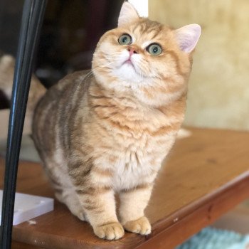 Kitten British Shorthair Xisobu Chatterie Nekobaa Kitten British Shorthair Xisobu Chatterie Nekobaa