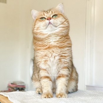 chat British Shorthair brown (black golden) blotched tabby Isobu Chatterie Nekobaa chat British Shorthair brown (black golden) blotched tabby Isobu Chatterie Nekobaa