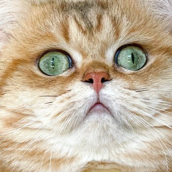chat British Shorthair brown (black golden) blotched tabby Isobu Chatterie Nekobaa chat British Shorthair brown (black golden) blotched tabby Isobu Chatterie Nekobaa