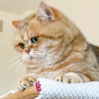 chat British Shorthair brown (black golden) blotched tabby Isobu Chatterie Nekobaa chat British Shorthair brown (black golden) blotched tabby Isobu Chatterie Nekobaa