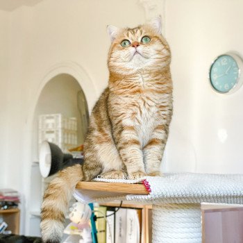 chat British Shorthair brown (black golden) blotched tabby Isobu Chatterie Nekobaa chat British Shorthair brown (black golden) blotched tabby Isobu Chatterie Nekobaa