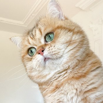 chat British Shorthair brown (black golden) blotched tabby Isobu Chatterie Nekobaa chat British Shorthair brown (black golden) blotched tabby Isobu Chatterie Nekobaa