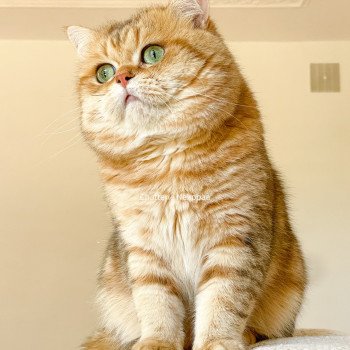 chat British Shorthair brown (black golden) blotched tabby Isobu Chatterie Nekobaa chat British Shorthair brown (black golden) blotched tabby Isobu Chatterie Nekobaa