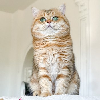 chat British Shorthair brown (black golden) blotched tabby Isobu Chatterie Nekobaa chat British Shorthair brown (black golden) blotched tabby Isobu Chatterie Nekobaa