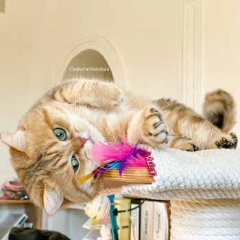 chat British Shorthair brown (black golden) blotched tabby Isobu Chatterie Nekobaa chat British Shorthair brown (black golden) blotched tabby Isobu Chatterie Nekobaa