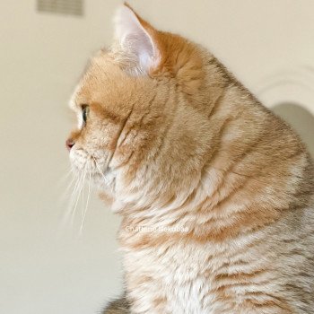 chat British Shorthair brown (black golden) blotched tabby Isobu Chatterie Nekobaa chat British Shorthair brown (black golden) blotched tabby Isobu Chatterie Nekobaa