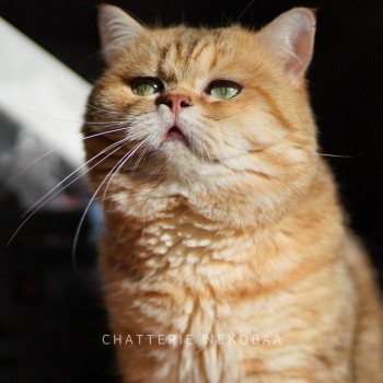 chat British Shorthair brown (black golden) blotched tabby Isobu Chatterie Nekobaa chat British Shorthair brown (black golden) blotched tabby Isobu Chatterie Nekobaa