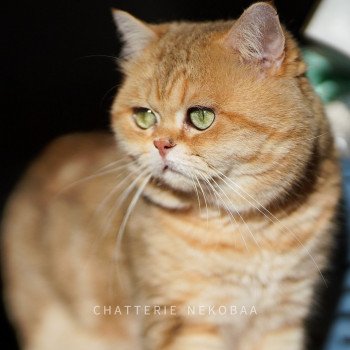 chat British Shorthair brown (black golden) blotched tabby Isobu Chatterie Nekobaa