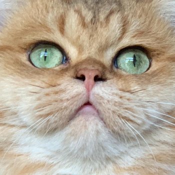 chat British Shorthair brown blotched tabby Xisobu Chatterie Nekobaa chat British Shorthair brown blotched tabby Xisobu Chatterie Nekobaa
