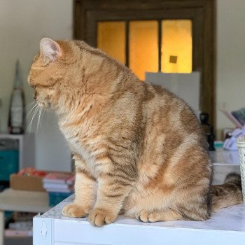 chat British Shorthair brown blotched tabby Xisobu Chatterie Nekobaa chat British Shorthair brown blotched tabby Xisobu Chatterie Nekobaa