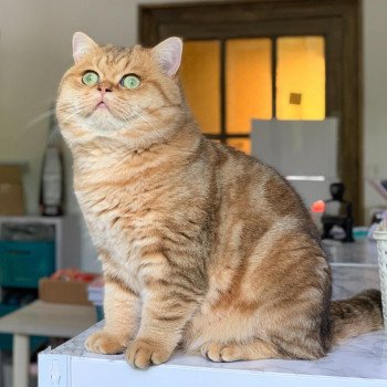 chat British Shorthair brown blotched tabby Xisobu Chatterie Nekobaa chat British Shorthair brown blotched tabby Xisobu Chatterie Nekobaa