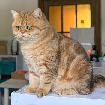 chat British Shorthair brown blotched tabby Xisobu Chatterie Nekobaa