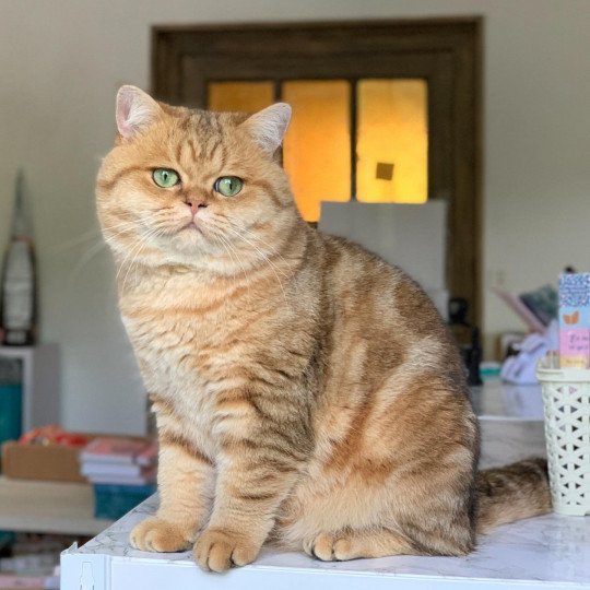 Isobu, mâle british shorthair black golden blotched tabby