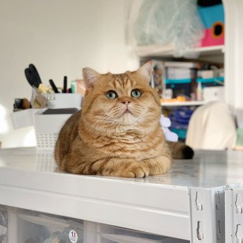 chat British Shorthair brown blotched tabby Xisobu Chatterie Nekobaa chat British Shorthair brown blotched tabby Xisobu Chatterie Nekobaa