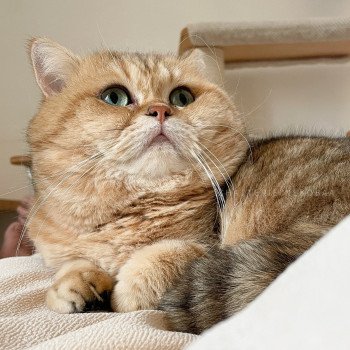 chat British Shorthair black golden blotched tabby Isobu Chatterie Nekobaa chat British Shorthair black golden blotched tabby Isobu Chatterie Nekobaa
