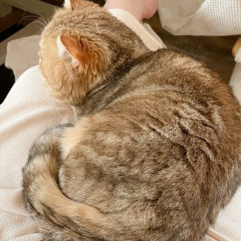 chat British Shorthair black golden blotched tabby Isobu Chatterie Nekobaa chat British Shorthair black golden blotched tabby Isobu Chatterie Nekobaa