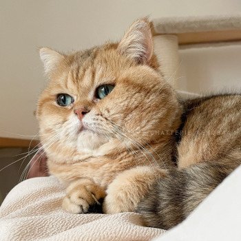 chat British Shorthair black golden blotched tabby Isobu Chatterie Nekobaa chat British Shorthair black golden blotched tabby Isobu Chatterie Nekobaa