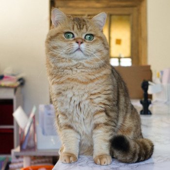 chat British Shorthair brown (black golden) blotched tabby Xisobu Chatterie Nekobaa