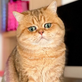 chat British Shorthair black golden blotched tabby Isobu Chatterie Nekobaa chat British Shorthair black golden blotched tabby Isobu Chatterie Nekobaa