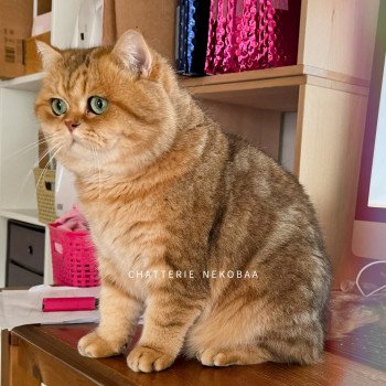 chat British Shorthair black golden blotched tabby Isobu Chatterie Nekobaa