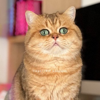 chat British Shorthair black golden blotched tabby Isobu Chatterie Nekobaa chat British Shorthair black golden blotched tabby Isobu Chatterie Nekobaa